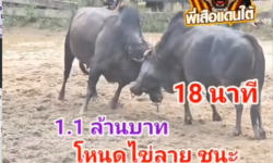 คลิปวัวชนย้อนหลัง ผลการชน โหนดเพชรแสนเก่ง (จอห์นวิค)  VS โหนดตะวันฉายยอดขุนพล (ไข่ลาย)