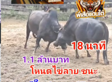 คลิปวัวชนย้อนหลัง ผลการชน โหนดเพชรแสนเก่ง (จอห์นวิค)  VS โหนดตะวันฉายยอดขุนพล (ไข่ลาย)