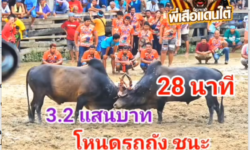 คลิปวัวชนย้อนหลัง ผลการชน โหนดหลังขาวพัฒนชัย (การบิน) VS โหนดท้องลายจอมลีลายุทธ (รถถัง)