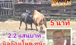 คลิปวัวชนย้อนหลัง ผลการชน แดงงามแสงอาทิตย์ (หลักเมือง)  VS นิลจอมโหด (ลูกโทษ)