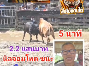 คลิปวัวชนย้อนหลัง ผลการชน แดงงามแสงอาทิตย์ (หลักเมือง)  VS นิลจอมโหด (ลูกโทษ)