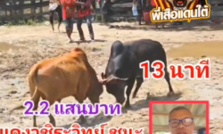 คลิปวัวชนย้อนหลัง ผลการชน แดงวชิระวิทย์ VS โหนดเพชรรุ่งเรือง