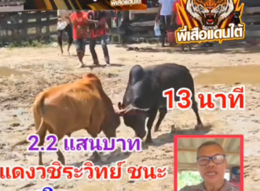 คลิปวัวชนย้อนหลัง ผลการชน แดงวชิระวิทย์ VS โหนดเพชรรุ่งเรือง