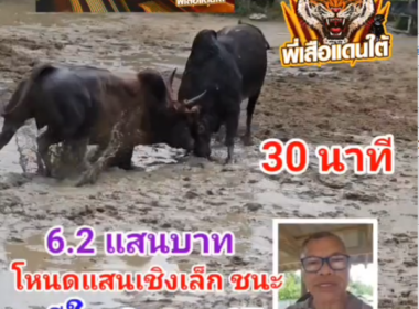 คลิปวัวชนย้อนหลัง ผลการชน นิลงามแสงมณี VS โหนดแสนเชิงเล็ก (อ้ายโกโก้)