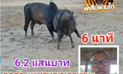 คลิปวัวชนย้อนหลัง ผลการชน ดุกด้างเพชรพญาเอก (อ้ายเพชร)  VS โหนดหลังขาวก้องฟ้าดาราชัย (พญาโค)