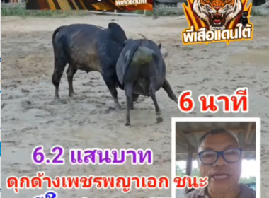 คลิปวัวชนย้อนหลัง ผลการชน ดุกด้างเพชรพญาเอก (อ้ายเพชร)  VS โหนดหลังขาวก้องฟ้าดาราชัย (พญาโค)