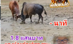 คลิปวัวชนย้อนหลัง ผลการชน โหนดเพชฌฆาตทายาทลูกหิน  VS แดงน้อยร้อยวิชา (ขมิ้นน้อย)