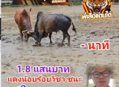 คลิปวัวชนย้อนหลัง ผลการชน โหนดเพชฌฆาตทายาทลูกหิน  VS แดงน้อยร้อยวิชา (ขมิ้นน้อย)