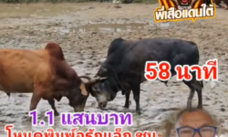 คลิปวัวชนย้อนหลัง ผลการชน แดงงามยอดมีชัย (อ้ายลูกอม) VS  โหนดหลังขาวพิมพ์อรัญเล็กยอดชูชัย (กังฟู)