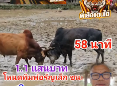 คลิปวัวชนย้อนหลัง ผลการชน แดงงามยอดมีชัย (อ้ายลูกอม) VS  โหนดหลังขาวพิมพ์อรัญเล็กยอดชูชัย (กังฟู)