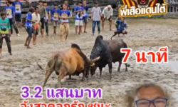 คลิปวัวชนย้อนหลัง ผลการชน ลังสาดลูกรักษ์พยัคฆ์นำชัย VS โหนดศิลปชัย