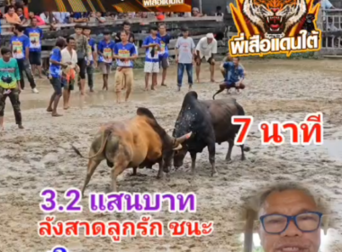 คลิปวัวชนย้อนหลัง ผลการชน ลังสาดลูกรักษ์พยัคฆ์นำชัย VS โหนดศิลปชัย