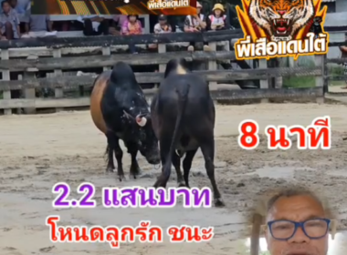 คลิปวัวชนย้อนหลัง ผลการชน โหนดหลังขาวเจ้าวังทรัพย์ (อ้ายขาว) VS โหนดลูกรักพยัคฆ์สุดโหด