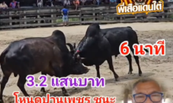 คลิปวัวชนย้อนหลัง ผลการชน ดุกด้างนำชัยลูกอสูรกาย (รถถัง) VS โหนดปานเพชรเล็กลูกเพชรคูโบต้า (เพชรน้ำค้าง)