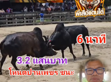 คลิปวัวชนย้อนหลัง ผลการชน ดุกด้างนำชัยลูกอสูรกาย (รถถัง) VS โหนดปานเพชรเล็กลูกเพชรคูโบต้า (เพชรน้ำค้าง)