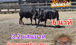 คลิปวัวชนย้อนหลัง ผลการชน นิลผอมเพรียว (นายแบบ) VS ดุกด้างวาเลนไทน์ (อ้ายเถื่อน)