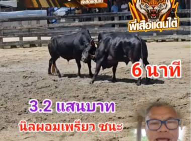 คลิปวัวชนย้อนหลัง ผลการชน นิลผอมเพรียว (นายแบบ) VS ดุกด้างวาเลนไทน์ (อ้ายเถื่อน)