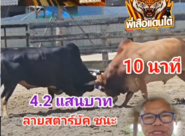 คลิปวัวชนย้อนหลัง ผลการชน ขาวงามเพชรภาคใต้ VS ลายสตาร์บัค (รถถัง)