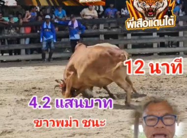 คลิปวัวชนย้อนหลัง ผลการชน ขาวเจ้าฟ้า (ขุนดง) VS ขาวงามฟ้าแลบน้อย (อ้ายพม่า)