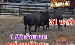 คลิปวัวขนย้อนหลัง ผลการชน โหนดปอเช่ (หูขาว) VS ดุกด้างมนต์ดำนำชัย (อ้ายมนต์ดำ)