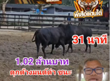 คลิปวัวขนย้อนหลัง ผลการชน โหนดปอเช่ (หูขาว) VS ดุกด้างมนต์ดำนำชัย (อ้ายมนต์ดำ)