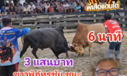 คลิปวัวชนย้อนหลัง ผลการชน ขาวพิภัทรชัย VS ดุกด้างสิงห์ตะวันฉาย (หลวงผี)