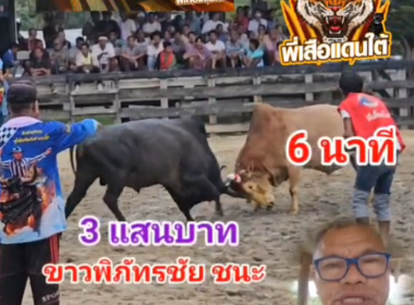 คลิปวัวชนย้อนหลัง ผลการชน ขาวพิภัทรชัย VS ดุกด้างสิงห์ตะวันฉาย (หลวงผี)