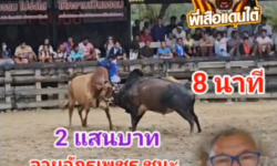 คลิปวัวชนย้อนหลัง ผลการชน ลายจักรเพชรพิชัยยุทธ VS แดงอัศวินสิงห์นักล่าราชายึดทรัพย์ (ก้ามปู)