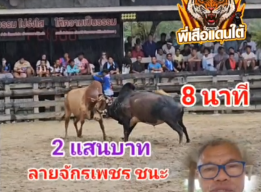 คลิปวัวชนย้อนหลัง ผลการชน ลายจักรเพชรพิชัยยุทธ VS แดงอัศวินสิงห์นักล่าราชายึดทรัพย์ (ก้ามปู)