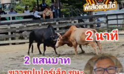 คลิปวัวชนย้อนหลัง ผลการชน ขาวซุปเปอร์เล็ก (อ้ายจิ้มจุ่ม)  VS โหนดผจญจิตรเล็ก (ก้าวไกล)