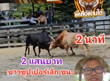 คลิปวัวชนย้อนหลัง ผลการชน ขาวซุปเปอร์เล็ก (อ้ายจิ้มจุ่ม)  VS โหนดผจญจิตรเล็ก (ก้าวไกล)