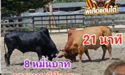 คลิปวัวชนย้อนหลัง ผลการชน มณีมังกร (อ้ายนิล)  VS  ขาวเพชรมีชัย