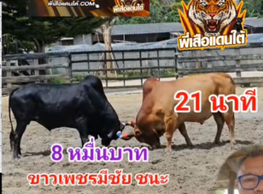 คลิปวัวชนย้อนหลัง ผลการชน มณีมังกร (อ้ายนิล)  VS  ขาวเพชรมีชัย