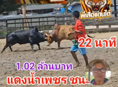 คลิปวัวชนย้อนหลัง ผลการชน นิลมังกรดำ VS แดงฤทธิเดชเพชรน้ำหนึ่ง (น้ำเพชร)