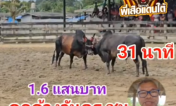 คลิปวัวชนย้อนหลัง ผลการชน โหนดทวีพูนทรัพย์ (ไอ้ตุด)  VS ดุกด้างท้องลายเรืองฤทธิ์พิชิตชัย (วันครู)