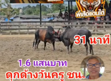 คลิปวัวชนย้อนหลัง ผลการชน โหนดทวีพูนทรัพย์ (ไอ้ตุด)  VS ดุกด้างท้องลายเรืองฤทธิ์พิชิตชัย (วันครู)