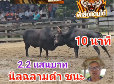 คลิปวัวชนย้อนหลัง ผลการชน นิลงามฉลามดำ  VS โหนดเพิ่มพูนทรัพย์ยอดนำชัยขวัญใจอัมพวัน (หน้าทอง)