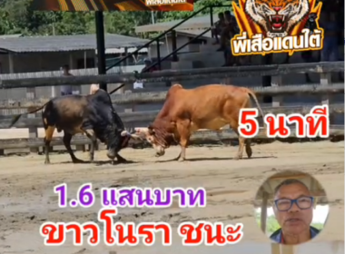 คลิปวัวชนย้อนหลัง ผลการชน โหนดลายอัศวินโพธิ์เงิน (โปเย)  VS  ขาวขุนเดชลูกโพธิ์ (โนราห์)