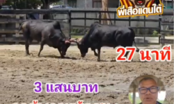 คลิปวัวชนย้อนหลัง ผลการชน ดุกด้างยอดบัญชา (คู่ครอง)  VS ดุกด้างจอมทัพ (สายลับ)