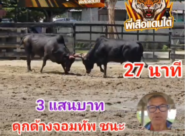 คลิปวัวชนย้อนหลัง ผลการชน ดุกด้างยอดบัญชา (คู่ครอง)  VS ดุกด้างจอมทัพ (สายลับ)