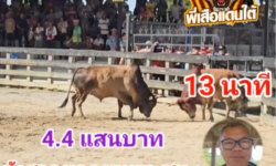 คลิปวัวชนย้อนหลัง ผลการชน ลังสาดยอดขุนพล (มรดก)  VS ลังสาดราชสีห์อัศวินน่าทรัพย์ (การ์ตูน)