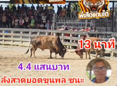 คลิปวัวชนย้อนหลัง ผลการชน ลังสาดยอดขุนพล (มรดก)  VS ลังสาดราชสีห์อัศวินน่าทรัพย์ (การ์ตูน)