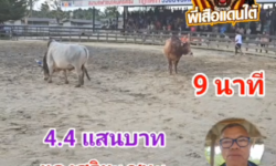 คลิปวัวชนย้อนหลัง ผลการชน ลังสาดเจ้าพระยาดาราชัย (ศรีหมอก)  VS แดงสุริยะ (เขาช่อง)