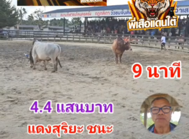 คลิปวัวชนย้อนหลัง ผลการชน ลังสาดเจ้าพระยาดาราชัย (ศรีหมอก)  VS แดงสุริยะ (เขาช่อง)