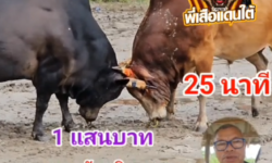 คลิปวัวชนย้อนหลัง ผลการชน โหนดเพชรภาคิน (น็องดอง) VS แดงภูทัพเบิก (ลาวยวน)