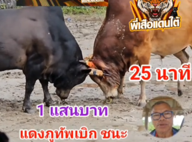 คลิปวัวชนย้อนหลัง ผลการชน โหนดเพชรภาคิน (น็องดอง) VS แดงภูทัพเบิก (ลาวยวน)