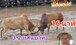 คลิปวัวชนย้อนหลัง ผลการชน ขาวเก้าสกุลทรัพย์ (ม้าขาว) VS แดงงามซุปเปอร์เล็ก (ลูกแดง)