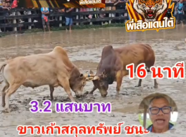 คลิปวัวชนย้อนหลัง ผลการชน ขาวเก้าสกุลทรัพย์ (ม้าขาว) VS แดงงามซุปเปอร์เล็ก (ลูกแดง)