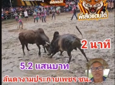 คลิปวัวชนย้อนหลัง ผลการชน อันดางามประกายเพชร (อันดา) VS โหนดต่อศักดิ์พิทักษ์นำชัย (บิ๊กต่อ)