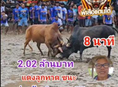 คลิปวัวชนย้อนหลัง ผลการชน แดงแสงตะวัน (แดงลูกทวด) VS ดุกด้างเพชรแสนเหลี่ยม (ควายเมืองทอง)